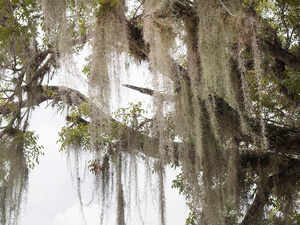 USA. Florida. 2015. Willow