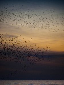 A murmuration of starlings