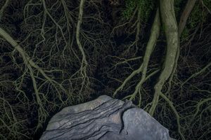Spring wood.