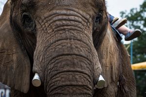 Elephant