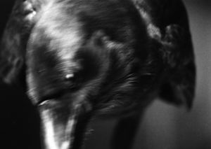 BLACK BIRD LAND-3