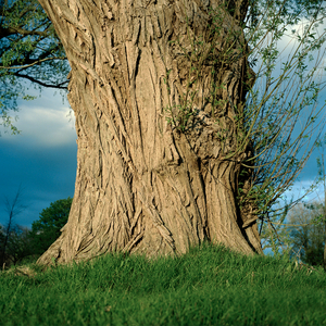 Tree #19 from Willow Series