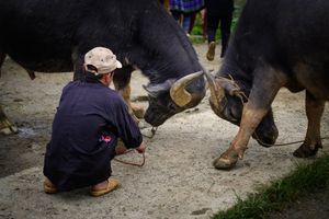The Water Buffalo Whisperer