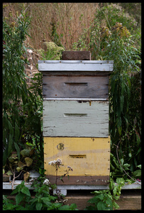 Bee Hive