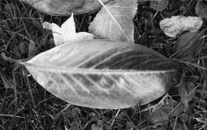 Magnolia leaf