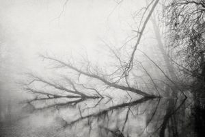Lonely Forest