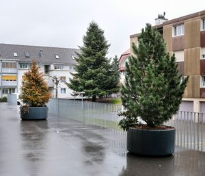 small forest