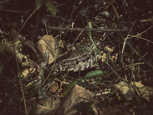 Into the marsh - 13