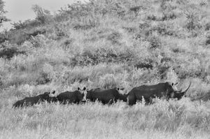 Rhinos