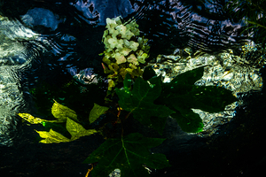Hydrangea Quercifolia