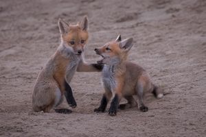 Two Sibling Red Fox Kits Spar And Play