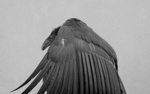 CONDOR DOLLY WING AS CLOAK  ©Janice Tieken. All rights reserved.