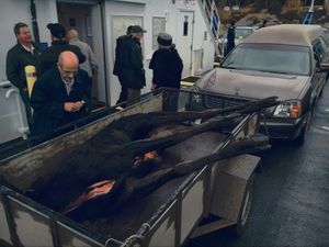 Undertaker with Moose - On the Ferry After the Re-interment of Québec Filmmaker Gilles Carle