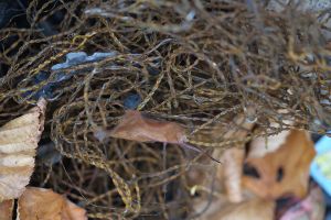 Autumn Debris