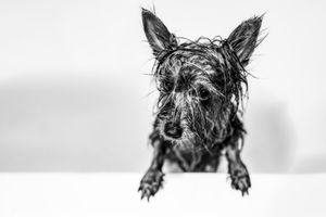 Wet Dog
