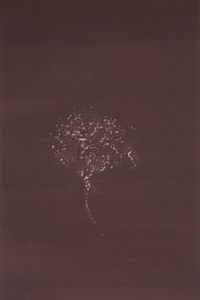 from the series Barren Herbarium #010