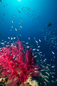 Coral reefs of Eilat, Red Sea