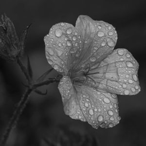 Flowers 08