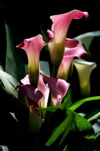 Calla Lilly
