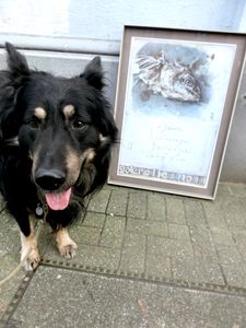 "FISH & DOGS"