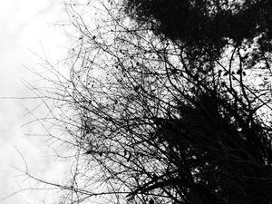 Tree Branches #3