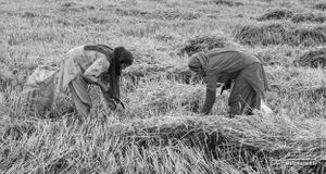 Dalits gathering remnants  of harvest  | Dhanda, Punjab.