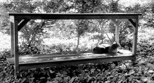 Stray Cats_39