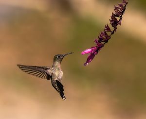Sombre Hummingbird