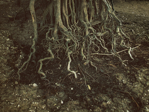 Into the marsh - 34