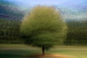 Quercus (live:evergreen oak)