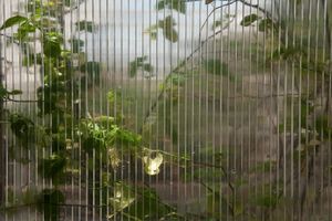 Rain Forest Wall, Biosphere 2
