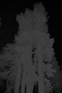 Untitled (Trees)