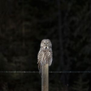 'Great Grey Owl'