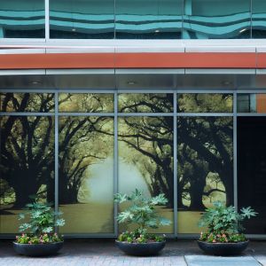 Live Oaks © Eddee Daniel