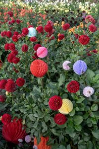Party decoration