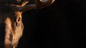 Eye-to-Eye: Abstract Portrait of a Bull Moose