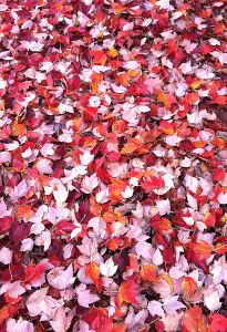 Beauty when the leaves drop