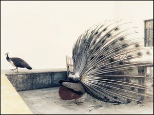 L'Effimero e L'Eterno - Dialogue and courtship