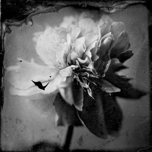 Peony