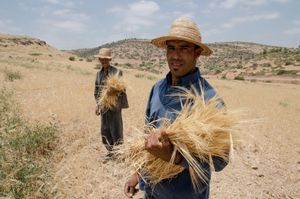 The Hand Harvesters. Bzou , Morocco