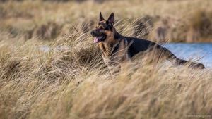 German Shepherd