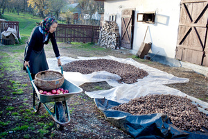Drying Walnuts