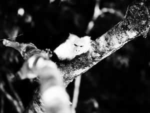 Monkey
