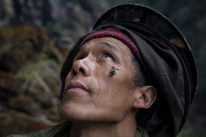 SWEET GOLD - The honey hunters of Nepal