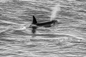 Orcas