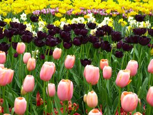 The Tulip, Composition VIII