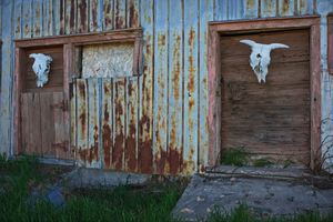 Cow Heads