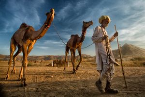 ships of desert