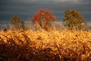 Maïs d'Automne