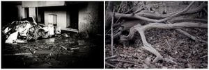 radici _ roots